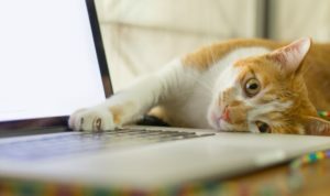kat liggend op zij met voorpoot op toetsenbord laptop, kijkt in camera