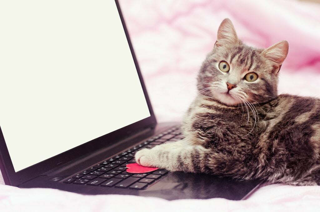 kat liggend op laptop toetsenbord kijkt in camera