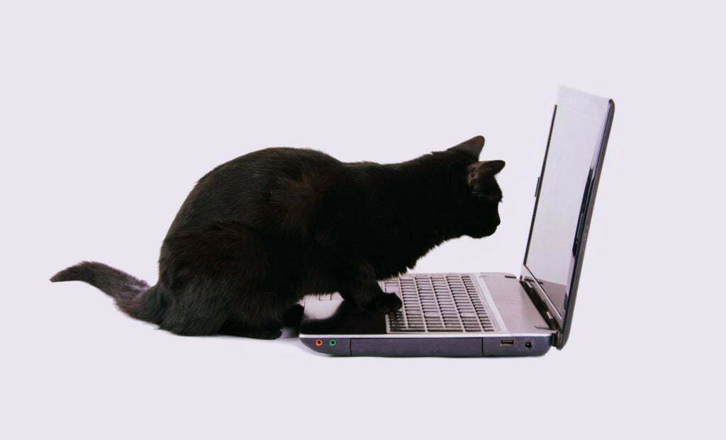 zwarte kat kijkt op scherm van laptop met voorpoten op toetsenbord