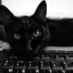zwarte kat met kop op toetsenbord van computer, kijkt in camera