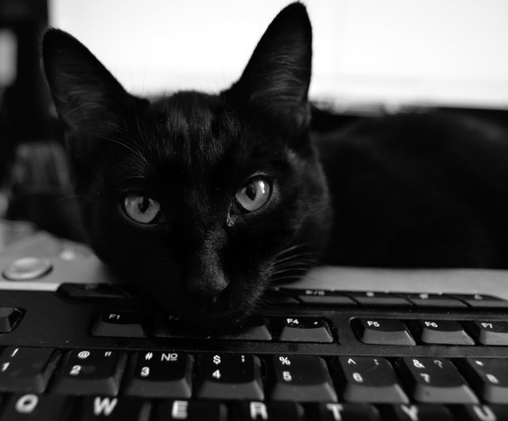 zwarte kat met kop op toetsenbord van computer, kijkt in camera